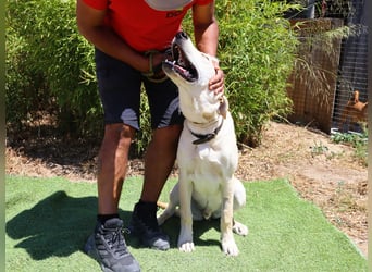 Dusty, Labrador-Mix, lieb und sozial