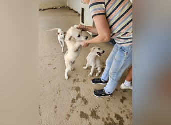 Guapa: 7 auf einen Streich