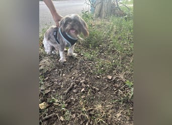 Max, fröhlicher Shih Tzu, geb. 2019