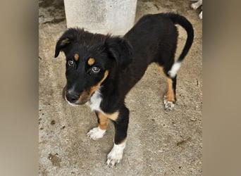 Fraya, geb. ca. 01/2025, lebt in GRIECHENLAND, im städt. Tierheim Serres