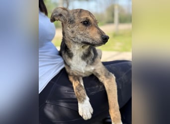 Ginny LM– Zarte Welpenhündin sucht geduldige Familie