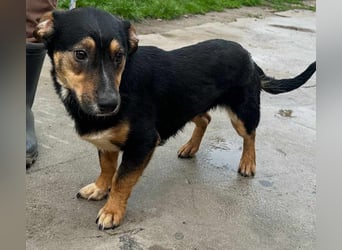 Dexter, geboren 01.08.2023, 34cm sucht sein Körbchen