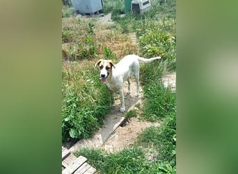 Ayla, Welpenmädchen möchte zu Dir kommen