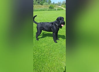 Riesenschnauzer schwarz Welpen des A-Wurf am 3.7.25 erwartete