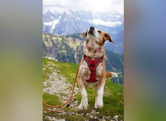 Michel - Ein treuer Begleiter, der die Nähe zu Menschen liebt