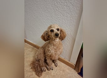 Zwerg Pudel Welpen Abricot