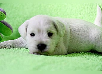 Welpen weiß Zwergschnauzer Hündin