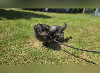 Senior Lenny sucht Zuhause oder Pflegestelle