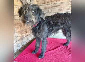 fröhlicher Familienhund TIMO - 1,5 Jahre, 56cm/18kg - Schnauzer-Mix