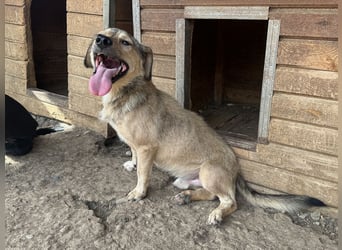 ♥KALLE♥ hübscher, verschmuster, kleiner, aufgeweckter Rüde, der für jeden Spaß zu haben ist 37 cm