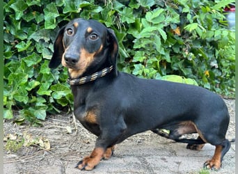 Gerry, geboren 02.09.2023, 24cm sucht sein Körbchen