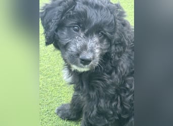 Labradoodle Ich bin der letzte aus diesem Wurf