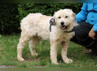 Charlie ist ein absolut liebenswerter rumänischer Schäferhund