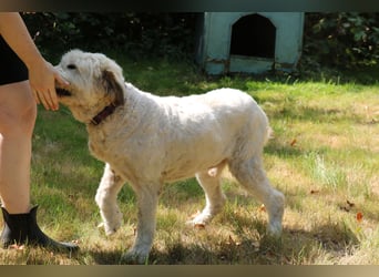 Charlie ist ein absolut liebenswerter rumänischer Schäferhund