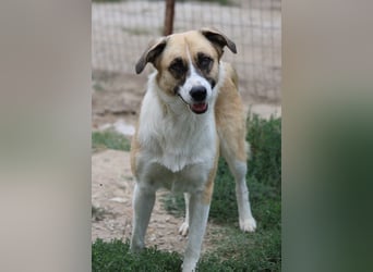 Jeanie, geb. ca. 05/2023, lebt in GRIECHENLAND, im städt. Tierheim Serres