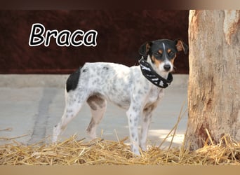 Darf Braca Ihr Herz erobern?