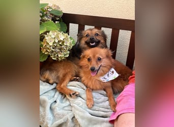 Lilo SR – Verspielte Spitzdame sucht liebevolles Zuhause