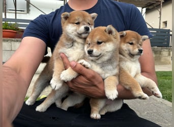 Shiba inu Welpen mit Papieren, Transport möglich!