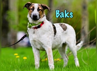 Baks 11/2021 - ein ausgeglichener und sanftmütiger, ganz besonderer, wunderschöner Rüde!
