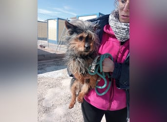 Tobby, hofft auf seine große Chance