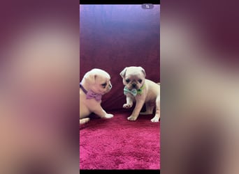 Mops Welpen ( noch 2 Rüde)