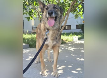 Alma(2) - freundliche, soziale, ruhige Hündin - katzenverträglich / z.Zt. noch in Rumänien