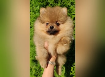 POMERANIAN WELPEN