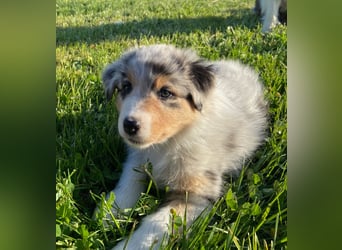 Knuddelige Australian Shepherd Welpen suchen Stellung für's Leben