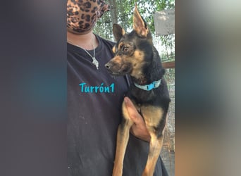 Turrón1 11/2023 (ESP) - sympathischer und aufgeschlossener, kleiner Pinscher-Mix!
