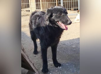 Duke ❤️ aufgeweckter, junger Kroat. Schäferhund-Mix-Bub!