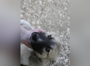 Gut gelaunter FRITZI ist ein charmanter und lustiger Hundebub