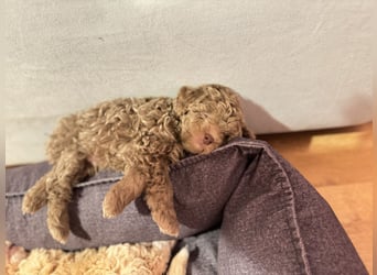 Rüde Pudel Welpen - Male Poodle Puppy