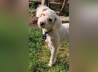 Charlie sucht sein Zuhause