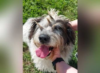 Zauro, Mix Bobtail / Briard / Cattle Dog, lieb und sozial