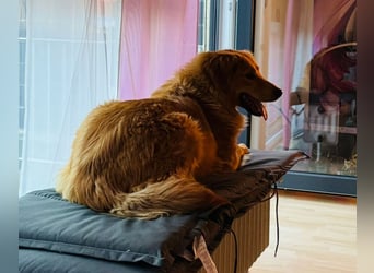 Buffy braucht ein fröhliches Zuhause