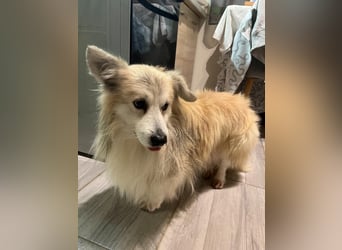 Joey SR - kleiner Kämpfer sucht sein Für-immer-Zuhause