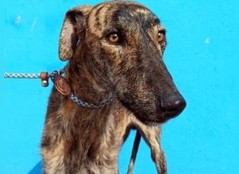 SUGUS - bezaubernder Rauhaargalgo!