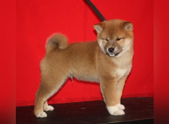 Shiba männlich