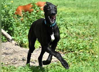 Abril2 10/2024 (ESP) - liebe und aufgeschlossene, junge Galga!