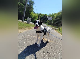 lieber Pointer Mischling Merlin sucht ein Zuhause oder Pflegestelle