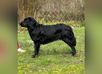 Labrador Welpen mit Ahnentafel