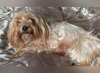 Liebe auf vier Pfoten – Yorkshire Terrier Welpen suchen ihr Für-immer-Zuhause!
