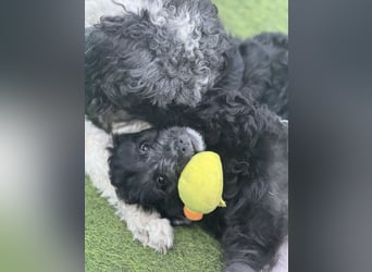 Labradoodle Ich bin der letzte aus diesem Wurf