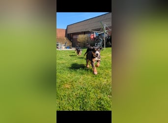 Große-Schweizer-Sennenhund-Welpen