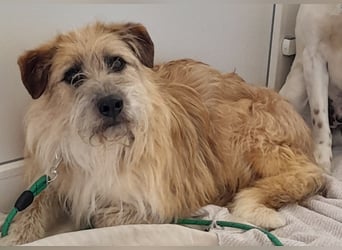 EDDI 3 J., kastr., ist auf der Suche nach seinen Herzensmenschen