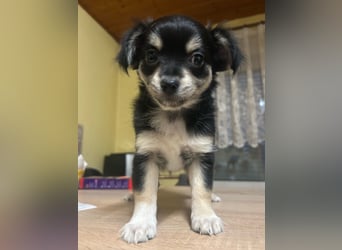 Rehpinsche- Chihuahua Mix