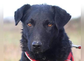 Feiner, kleiner Jungrüde Bono ❤️ Jagdterrier- und Kroatischer Schäfi-Mix