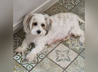 Havapoo Pudel Havaneser-ShihTzu