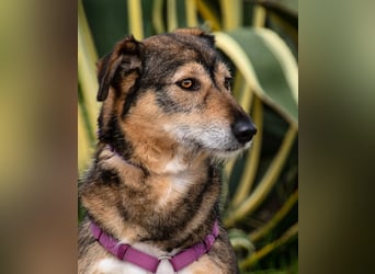 Emily – eine ängstliche Seele sucht nach Geborgenheit