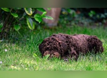 Lagotto Romagnolo Welpen, 6 Welpen suchen ein Zuhause
